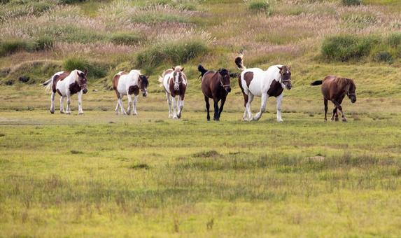 阿蘇草千里ヶ浜の散歩中の馬 阿蘇草千里ヶ浜の散歩中の馬の写真