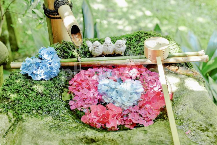 楊谷寺の可愛すぎる紫陽花の花手水 紫陽花,花手水,楊谷寺の写真素材