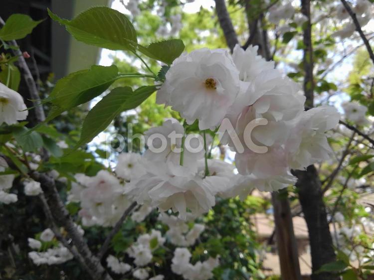 ふっくらした一葉桜 さくら,桜,サクラの写真素材