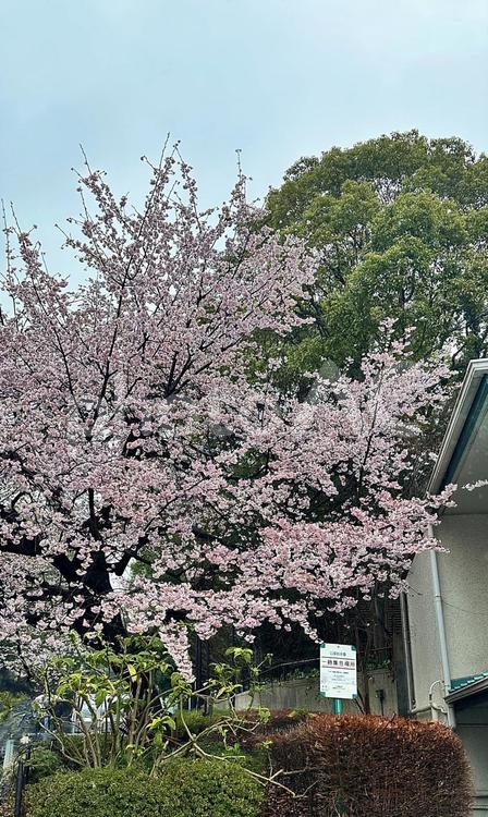 上野恩賜公園　雨の公園　サクラ　桜 上野公園,冬の上野公園,雨の上野公園の写真素材