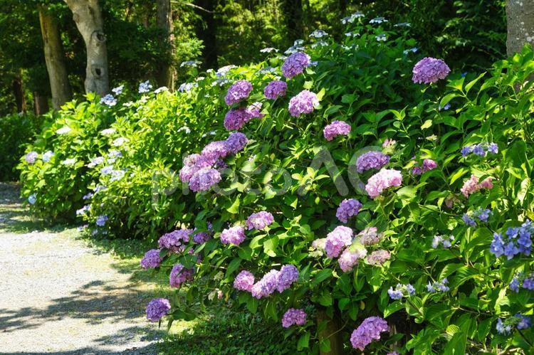 通路沿いに咲くたくさんのアジサイ 紫陽花,花,アジサイの写真素材