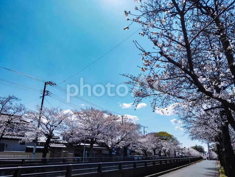 清水公園までの桜並木 桜,清水公園,花見の写真素材