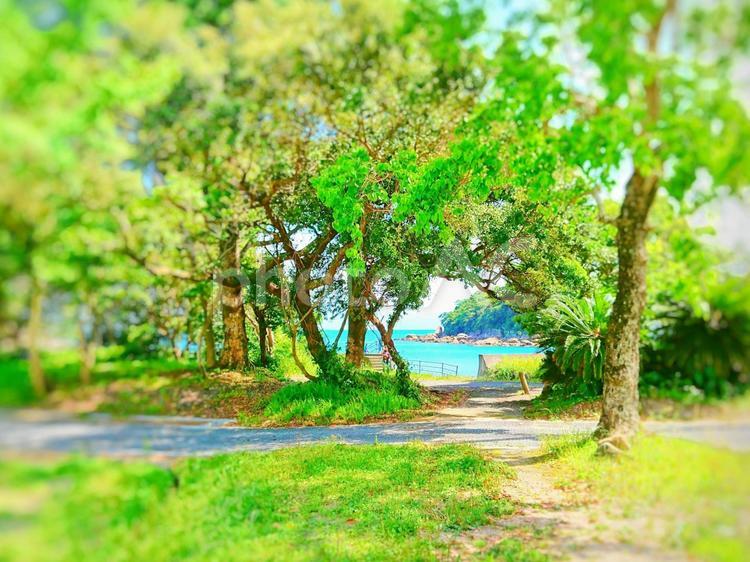 海辺の木漏れ日 風景,植物,水域の写真素材