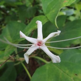 クサギ クサギ クサギ,臭木,花の写真素材