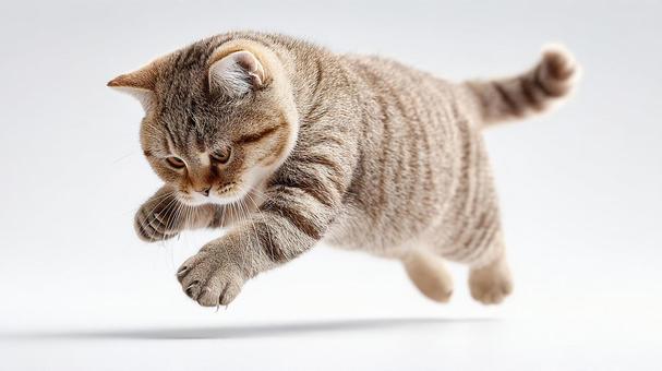 丸い瞳にキュン:遊び盛りの子猫 丸い瞳にキュン:遊び盛りの子猫の写真