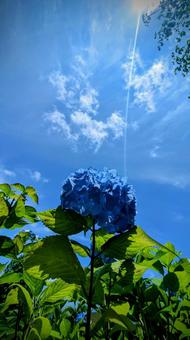 青空と青い紫陽花、夏の彩り 青空と青い紫陽花、夏の彩り 紫陽花,アジサイ,花の写真素材