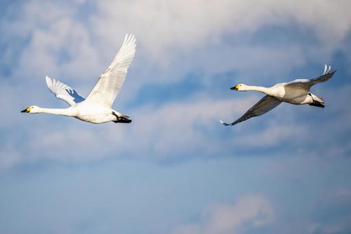 オオハクチョウ⒃ 鳥,オオハクチョウ,ハクチョウの写真素材