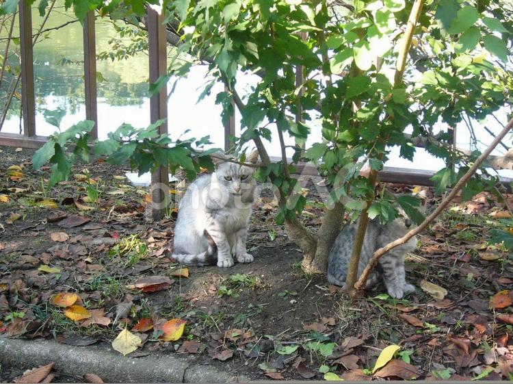 サバトラ　２匹　警戒 猫,野良猫,サバトラの写真素材