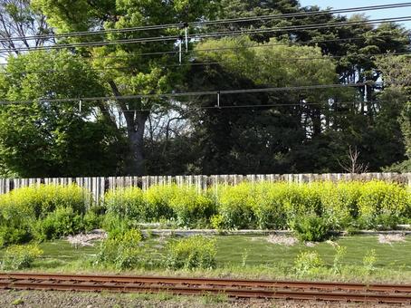 線路沿いに咲く菜の花① 菜の花,線路,風景の写真素材