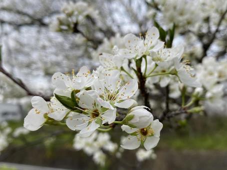 白い桜 白い桜の写真