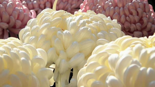 楽寿園の菊まつりにて 菊,秋,花の写真素材