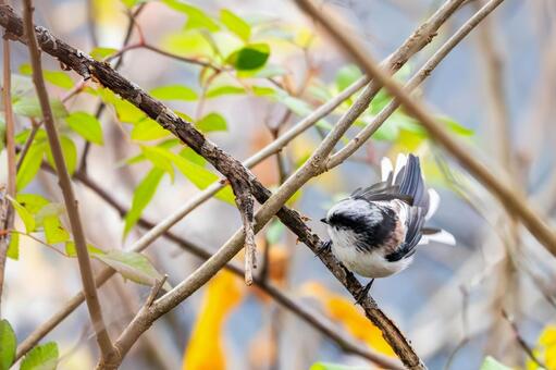 エナガ(74) 鳥,エナガ,小鳥の写真素材