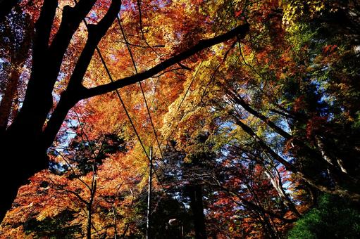 秋の空を見上げる紅葉 秋の空を見上げる紅葉の写真