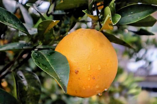 瑞々しい果実の写真