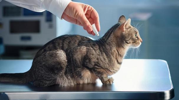 駆虫薬をつけられる猫 駆虫薬をつけられる猫の写真