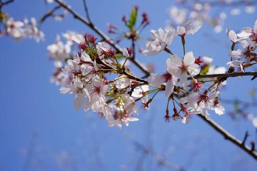 青空に映える桜の花 青空に映える桜の花 桜,青空,白の写真素材