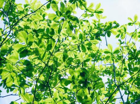 ミズナラの新緑の若葉 新緑,ミズナラ,葉っぱの写真素材