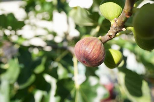 いちじく 果物,園芸,フルーツの写真素材