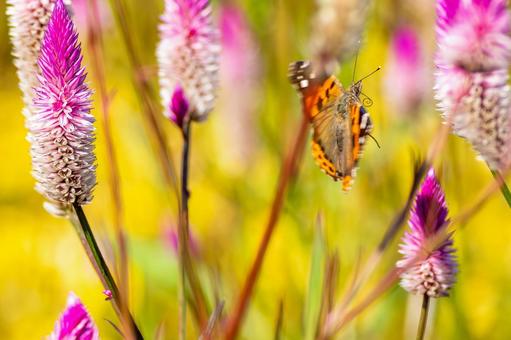 アカタテハ(44) アカタテハ(44)の写真