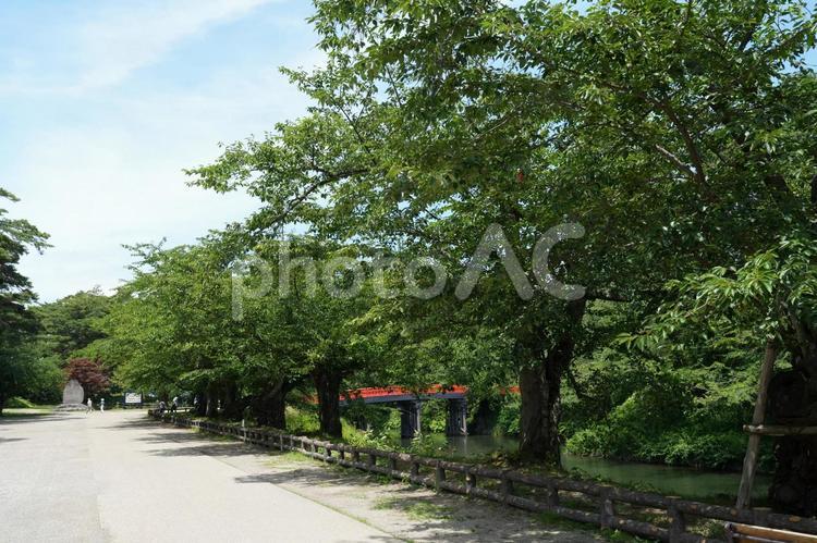 弘前城址公園の桜並木と案内板の風景 弘前城,弘前城址公園,公園の写真素材
