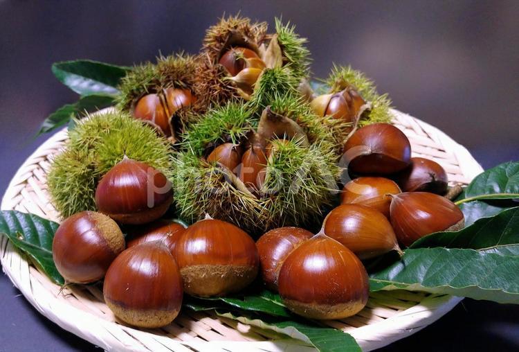 収穫した秋の味覚の栗・イガグリ 栗,イガグリ,秋の写真素材