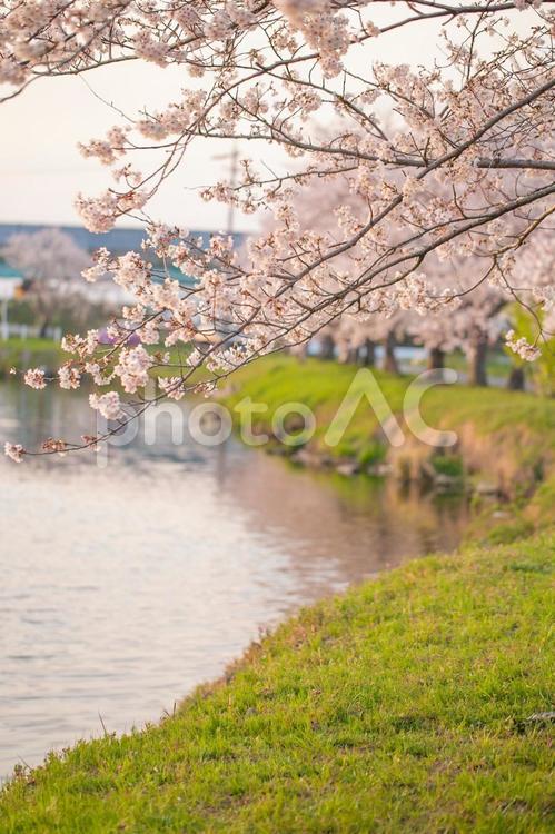 川沿いの桜並木道　縦画像 桜,川,春の写真素材