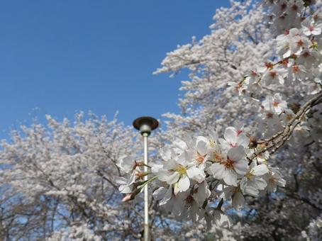 桜の写真