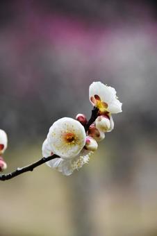 Plum (Tamabotan), JPG Plum (Tamabotan), JPG