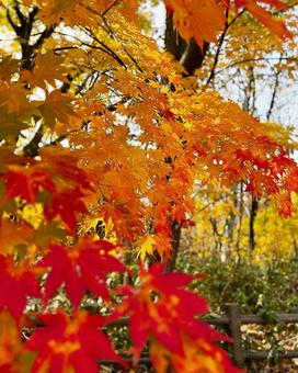 紅葉 紅葉の写真
