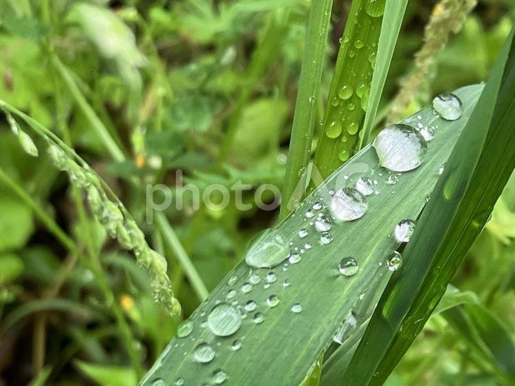 梅雨と雨粒 水滴,はっぱ,雨の写真素材