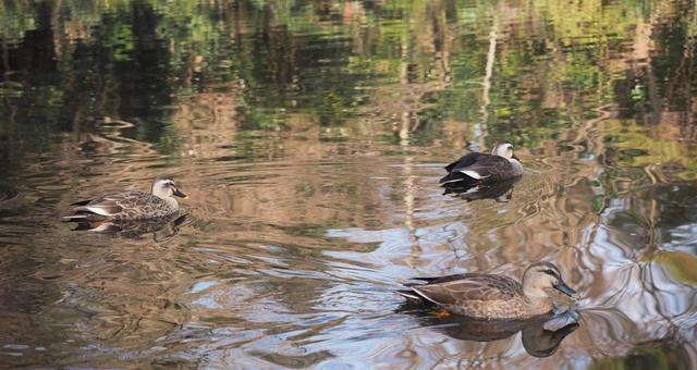 池の鴨 鴨,池,水鳥の写真素材
