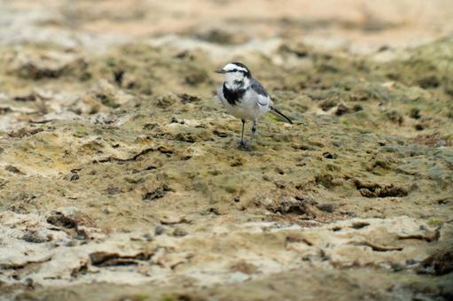 ハクセキレイ ハクセキレイ ハクセキレイ,鳥,野鳥の写真素材
