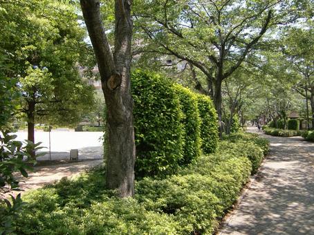 五月の緑風景-18の写真