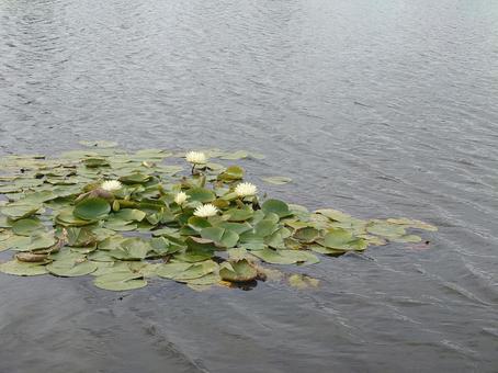 池に浮かぶ蓮 池に浮かぶ蓮の写真