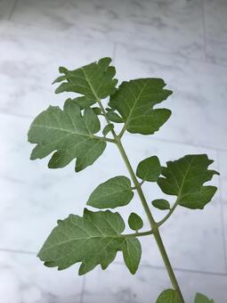 トマトの葉 トマトの葉の写真