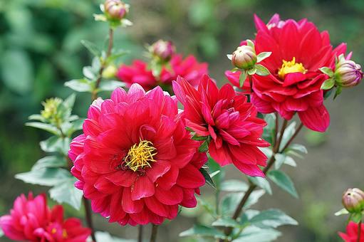 宝塚ダリア園秋　ダリア69　リズモア 宝塚市,宝塚ダリア園,ダリアの写真素材