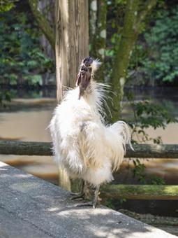 A Silkie Chicken Crowing Loudly, JPG A Silkie Chicken Crowing Loudly, JPG