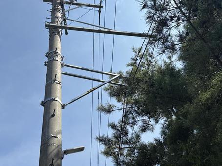 枝葉が電柱に接触してる様子 枝葉が電柱に接触してる様子の写真