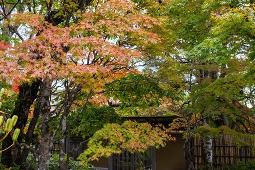 定義の秋⑶ 秋,紅葉,定義如来の写真素材