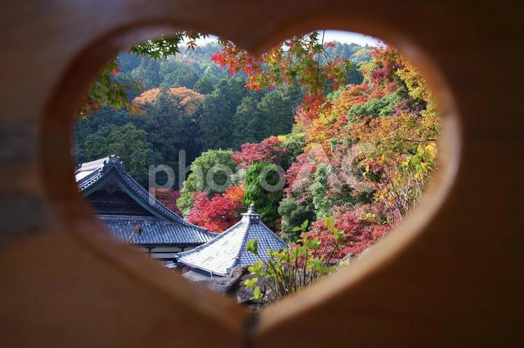 ハートの窓から見える風景 紅葉,ハート,窓の写真素材