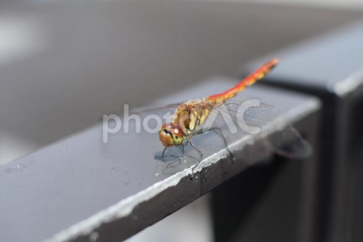 手すりに止まる赤とんぼ 赤トンボ,昆虫,御在所ロープウェイの写真素材