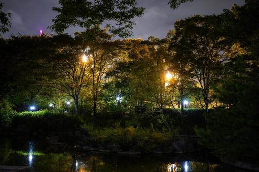 猿江恩賜公園　夜景　2025年 猿江恩賜公園,夜,公園の写真素材