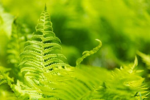 Fern, fern, green, green, JPG