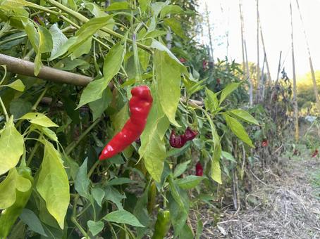 ししとう ししとう,野菜,畑の写真素材