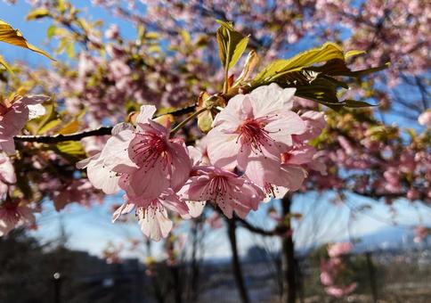 桜4 桜4の写真