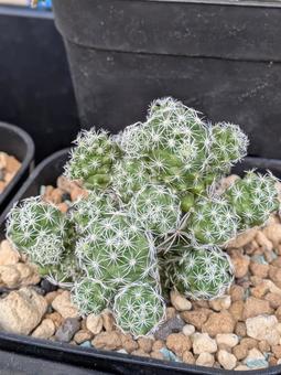 多肉植物 ガーデニング 多肉植物 ガーデニングの写真