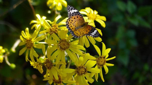 ツワブキにとまるツマグロヒョウモン ツワブキ,キク科,多年草の写真素材