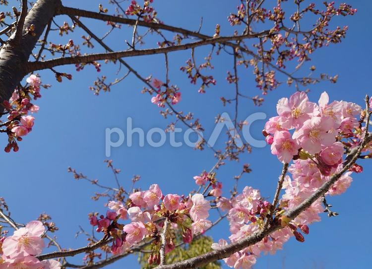 見上げた桜の木 桜,さくら,サクラの写真素材
