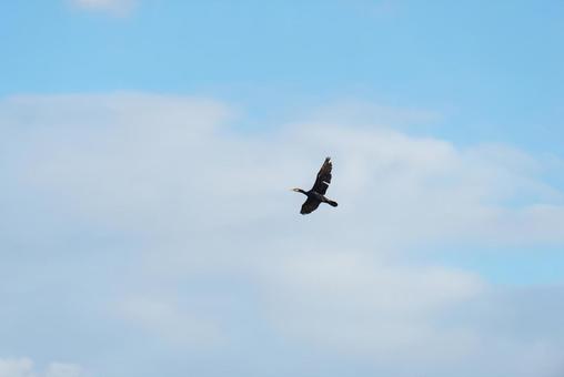 大空を優雅に舞うカワウ 大空を優雅に舞うカワウ カワウ,鵜,水鳥の写真素材