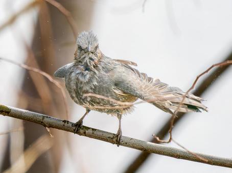 枝にとまるヒヨドリ 枝にとまるヒヨドリ ヒヨドリ,野鳥,鳥の写真素材